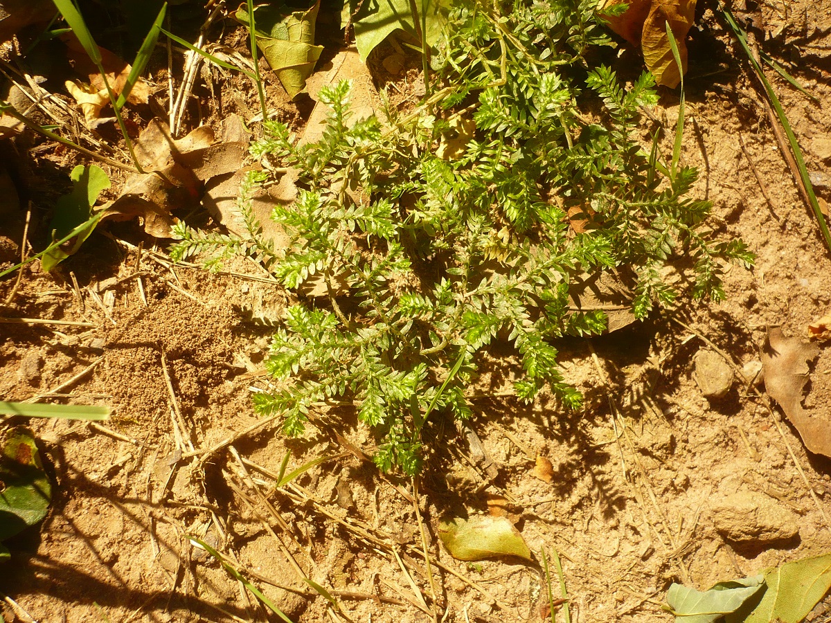 Selaginella kraussiana (Selaginellaceae)